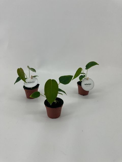 Anthurium peltigerum