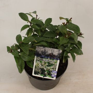 Trachelospermum jasminoides WINTER RUBY