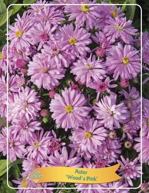 Aster 'Wood's Pink'