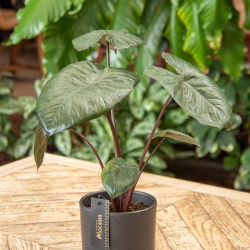 Alocasia 'Chocolate Green'