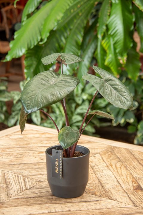 Alocasia 'Chocolate Green'