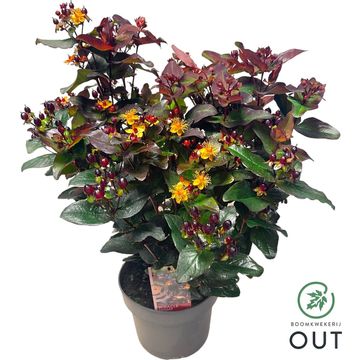 Hypericum MIRACLE NIGHT