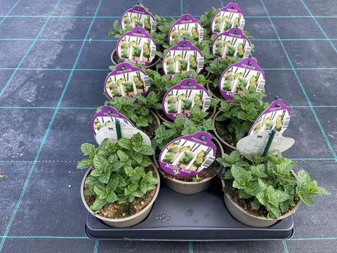 Mentha spicata 'Moroccan'