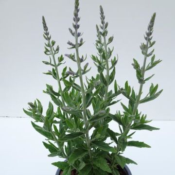 Perovskia atriplicifolia 'Bluesette'
