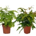 Adiantum MIX