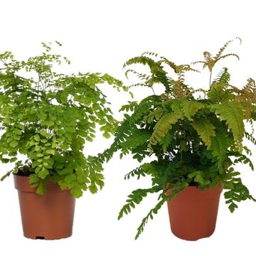 Adiantum MIX