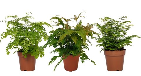 Adiantum MIX