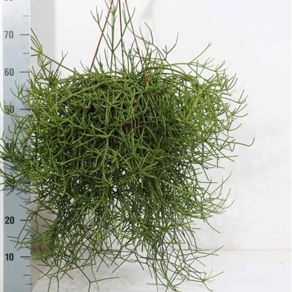 Rhipsalis teres heteroclada (P20 cm H50 cm) – Plant Wholesale FlorAccess