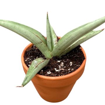 Sansevieria 'Swan Dancer'