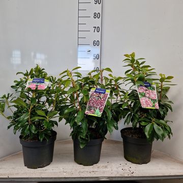 Kalmia latifolia MIX