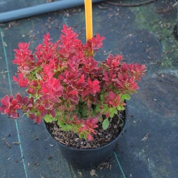 Berberis thunbergii 'Ruby Star'