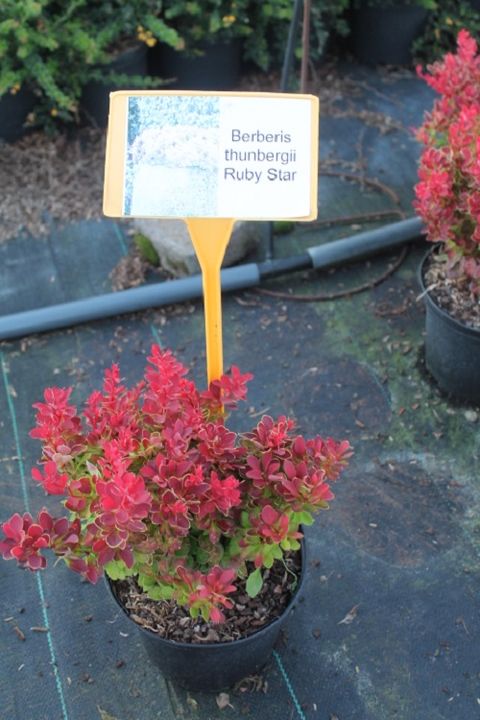 Berberis thunbergii 'Ruby Star'