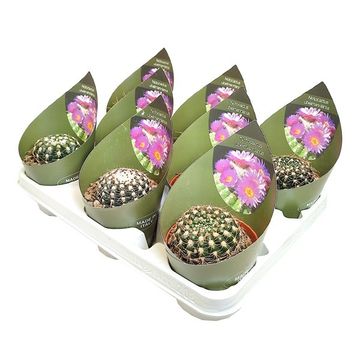 Notocactus uebelmannianus