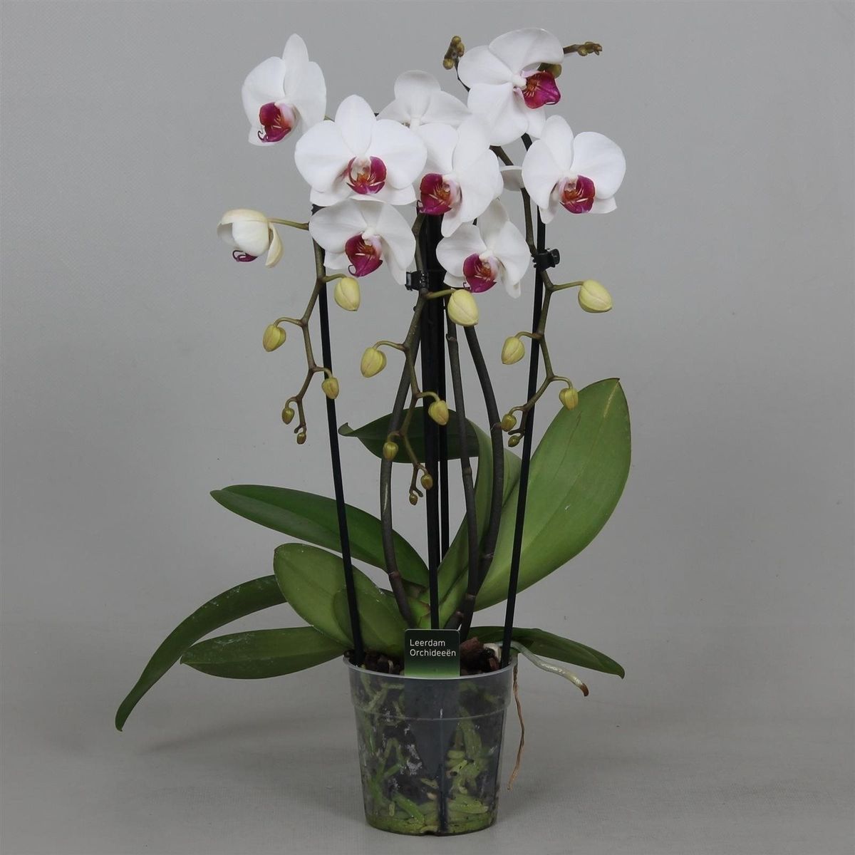 Phalaenopsis Red Lips (P12 cm H45 - 55 cm) – Plant Wholesale FlorAccess