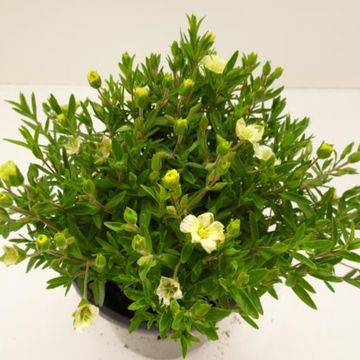 Arenaria montana 'Summer Lemon'