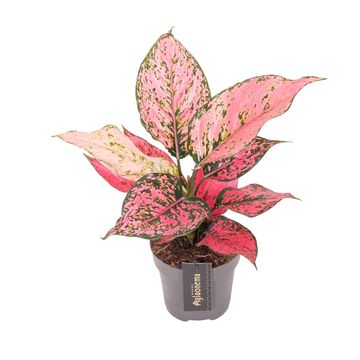 Aglaonema 'Spicy Pink'
