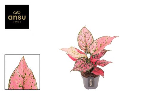 Aglaonema 'Spicy Pink'