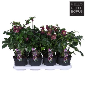 Helleborus orientalis HELLO RUBY