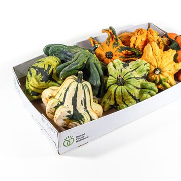 Cucurbita pepo MIX