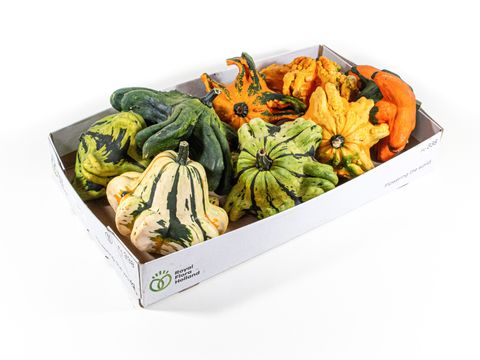 Cucurbita pepo MIX