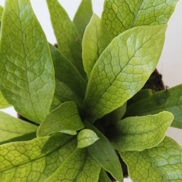 Microsorum musifolium 'Crocodyllus'