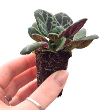 Primulina yungfuensis