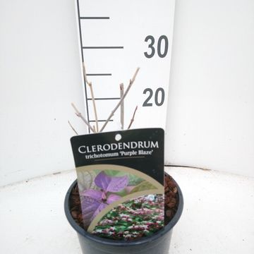 Clerodendrum trichotomum 'Purple Blaze'