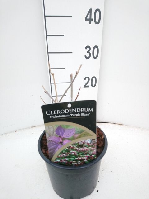 Clerodendrum trichotomum 'Purple Blaze'