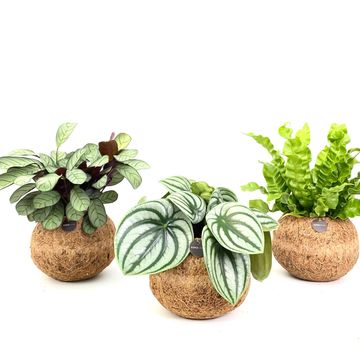 Houseplants MIX