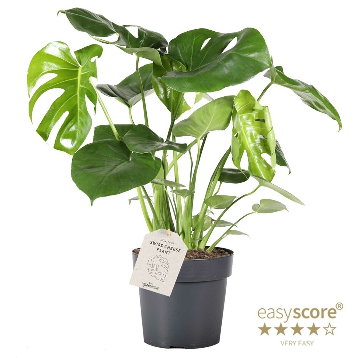 TT9 [FC] 品種保証！Monstera deliciosa Bulbasaur モンステラ