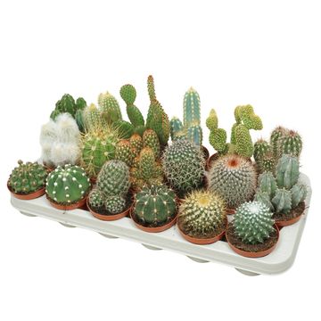 Cactos MIX