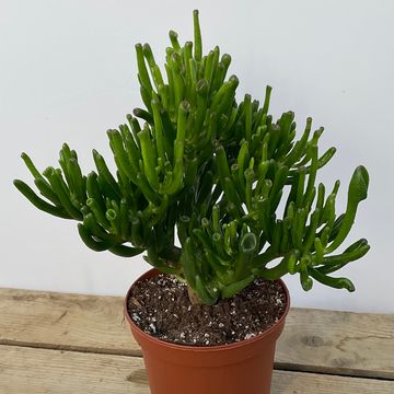 Crassula ovata 'Coral'