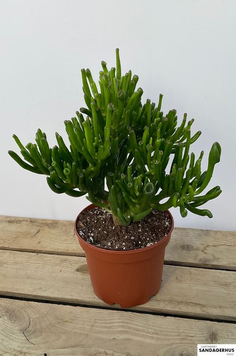 Crassula ovata 'Coral'