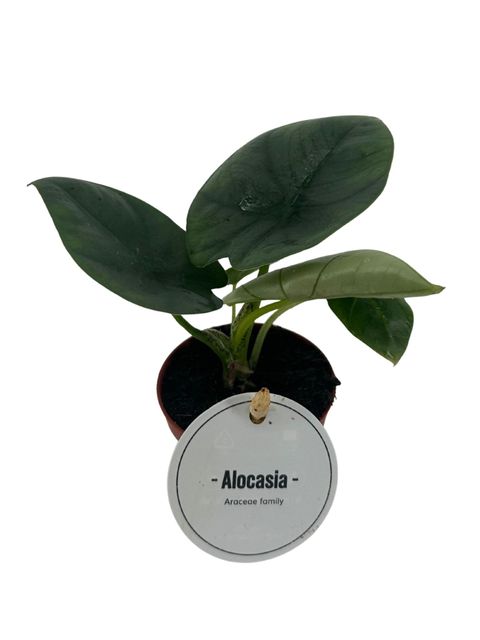 Alocasia 'Bisma Silver'