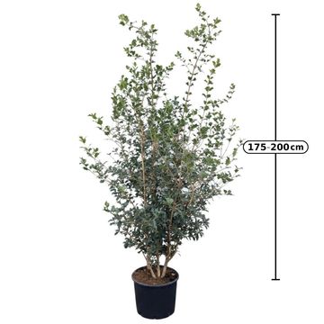 Osmanthus heterophyllus