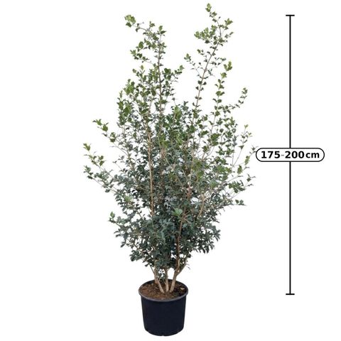 Osmanthus heterophyllus