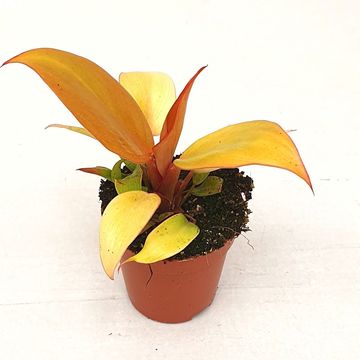 Philodendron 'Prince of Orange'