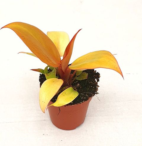 Philodendron 'Prince of Orange'