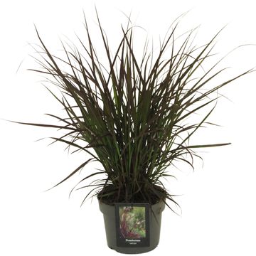 Pennisetum advena 'Chelsea'