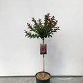 Lagerstroemia indica BERRY DAZZLE
