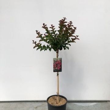 Lagerstroemia indica BERRY DAZZLE