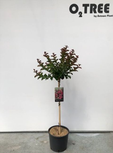 Lagerstroemia indica BERRY DAZZLE