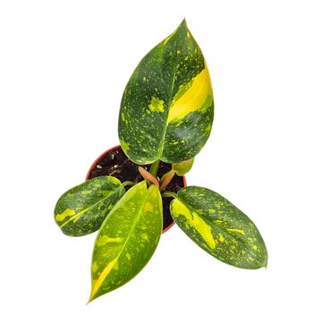 Filodendro 'Green Congo Variegata'