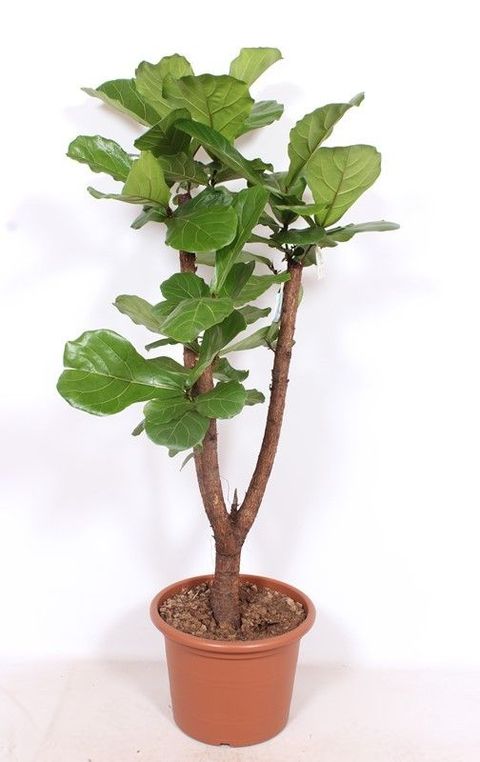 Ficus lyrata