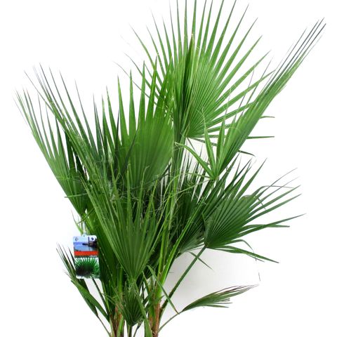 Washingtonia robusta — Plant Wholesale FlorAccess