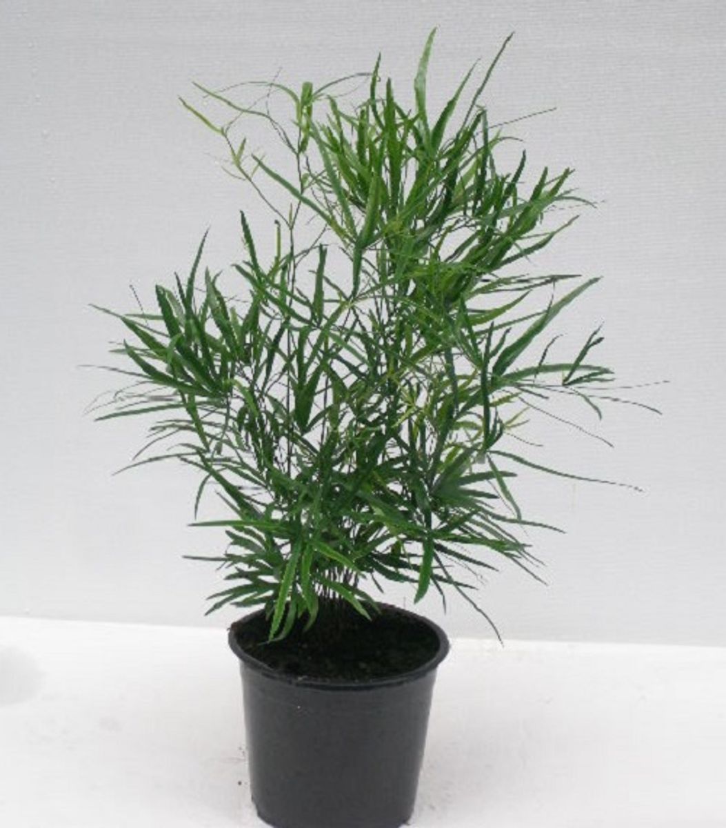 Asparagus falcatus — Plant Wholesale FlorAccess