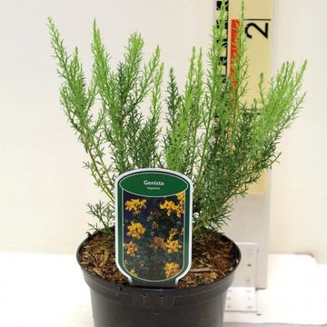 Genista hispanica