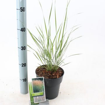 Calamagrostis x acutiflora 'Overdam'