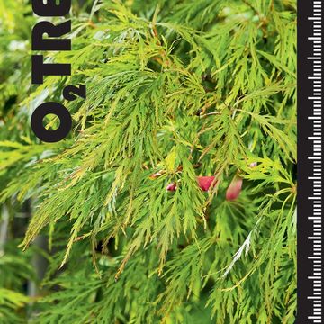 Acer palmatum 'Dissectum Viridis'