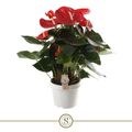 Anthurium RED CHAMPION
